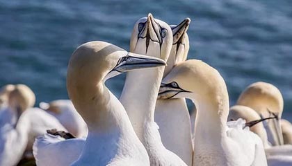 KAIYUN-【欧洲杯】卢卡库破门比利时2比0全胜 芬兰小组第三