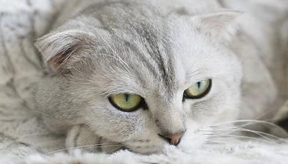 KAIYUN-【欧洲杯】卢卡库破门比利时2比0全胜 芬兰小组第三