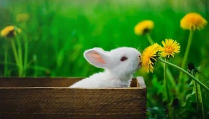 KAIYUN-【欧洲杯】卢卡库破门比利时2比0全胜 芬兰小组第三